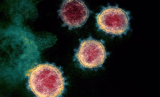 Image: coronavirus