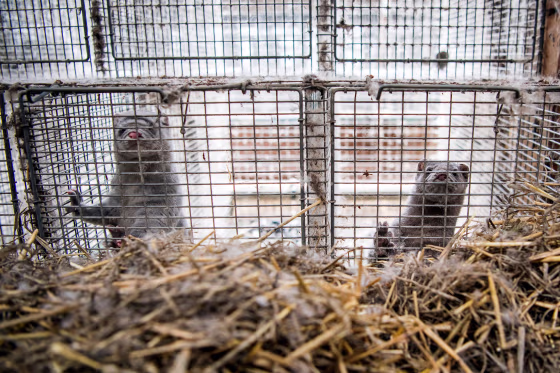 Image: Minks in their cages at a fur farm on May 1, 2019 in Brumunddal, Norway.