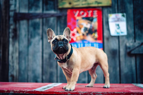 Wilbur, the dog mayor of Rabbit Hash, Ky.