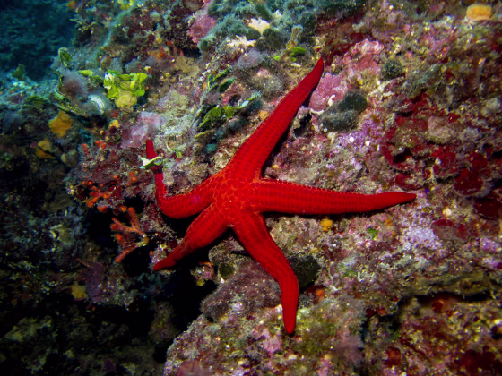 FRANCE-NATURE-ANIMAL-SEA