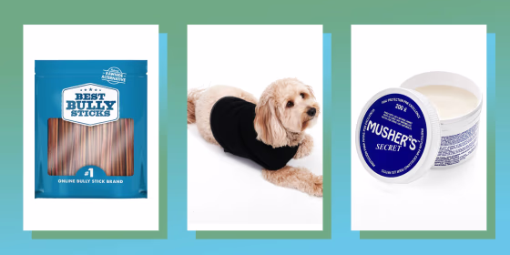 13 things every dog owner needs to survive winter (and have a happy pup)