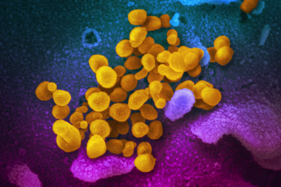 Image: Novel coronavirus