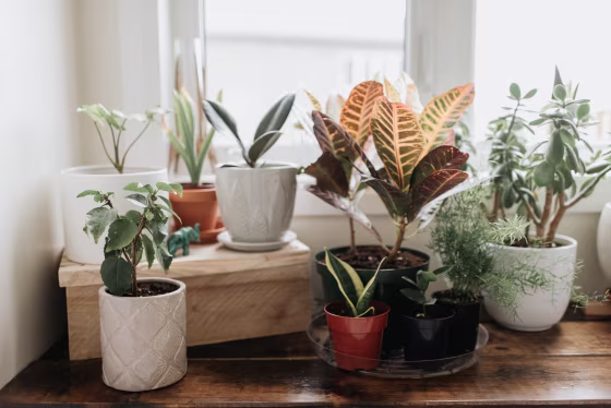 Image: Indoor plants. See the 6 best indoor plants and how to take care of them with this guide. Learn about easy indoor plants including snake plants, philodendron and more.