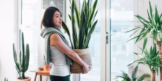 EASY TO CARE FOR INDOOR PLANTS