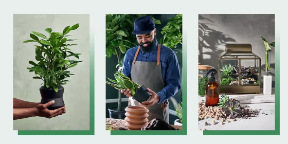 Three images of hands holding a planter and plant from the Target x Hilton Carter launch, Hilton Carter holding a plant, and a plater house in gold