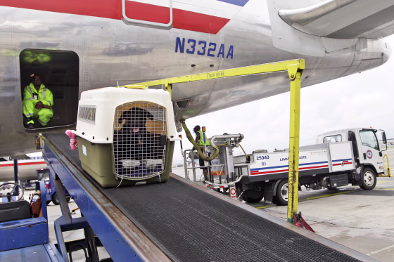 Image: American Airlines, dog travel carrier