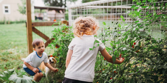 Young boy and girl with Corgi dog picking home grown tomatoes. See the best plant cages and best tomato cages for growing vegetables and flowers from roses to cucumbers in your home garden, according to experts.