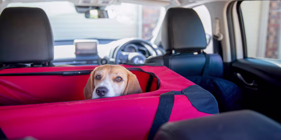 Beagle dog in her crate waiting for the rest of the car to be packed