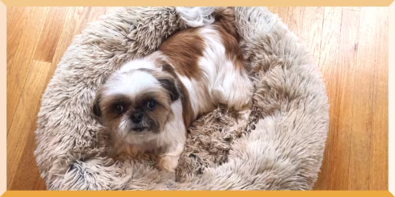 Writer Colleen Sullivans little dog, laying in a soft white vet-approved bed