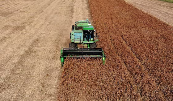 Soybean Harvested In Maryland