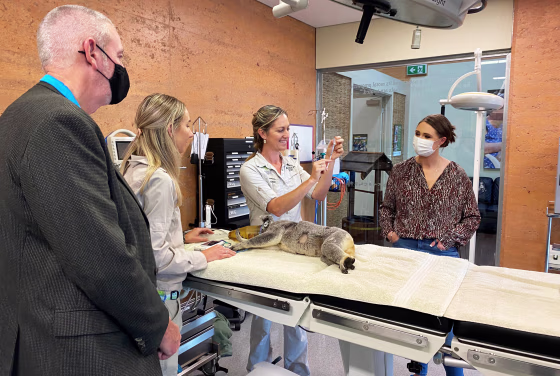 A koala is vaccinated against chlamydia at the Australia Zoo Wildlife Hospital in Queensland, Australia, on Oct. 15, 2021.