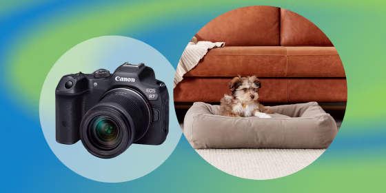 New releases include mirrorless cameras from Canon and a dog bed from Parachute. Panasonic released its first Alexa-enabled microwave and Reebok also launched an adaptive footwear collection.