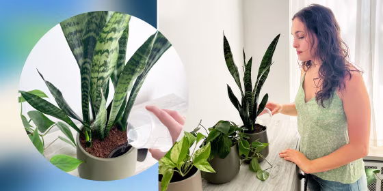 Illustration of Writer watering her Easyplant