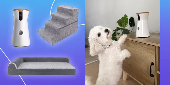 Illustration of a white dog playing with a Furbo Camera, a dog bed, pet stairs and a Furbo