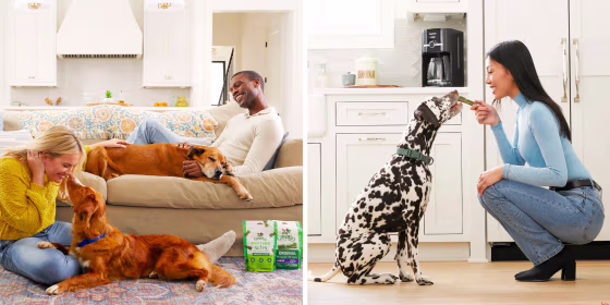 Veterinarians suggest feeding your dog dental treats two to three times per week in addition to brushing their teeth using a dog-safe toothpaste and toothbrush.