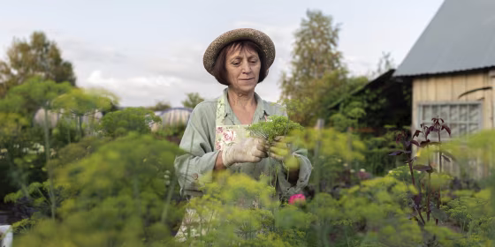 Senior woman picking fresh dill from vegetable garden