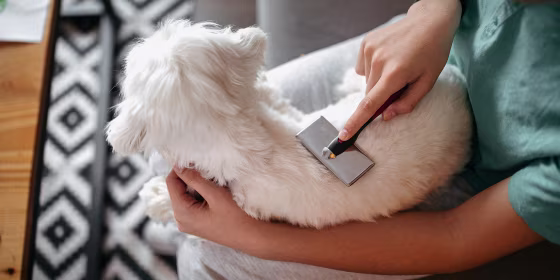 Teenage boy grooming his dog in living room