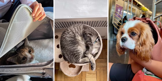 Here are some of our favorite dog and cat products, like cat and dog carriers, toys and more.