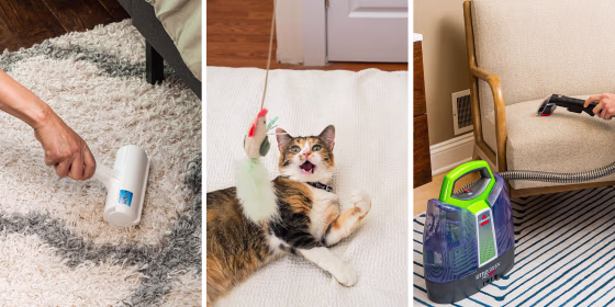 Image of a Cat, a vaccum and a pet hair removal tool