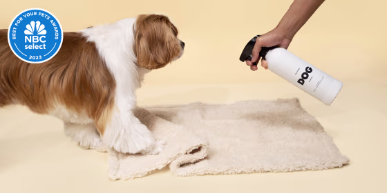 These seven winners removed pet stains and kept our homes smelling fresh and looking clean.