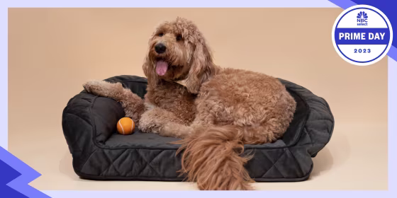 Amazon is offering discounts on pet supplies for dogs, cats and other animals during Prime Day.