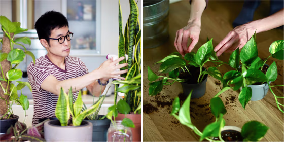 Check out these recommendations for low-maintenance indoor plants from experts and Select staff members.