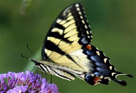 A swallowtail butterfly collects pollen from a butterfly bush in Wilmington, Delaware in this July 19, 2006 file photo.
