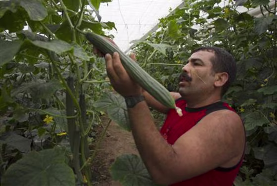 A worker harvests cucumbers in a greenhouse in El Ejido