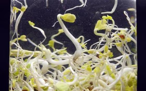 Beansprouts in container of water are seen in this picture illustration taken in Berlin