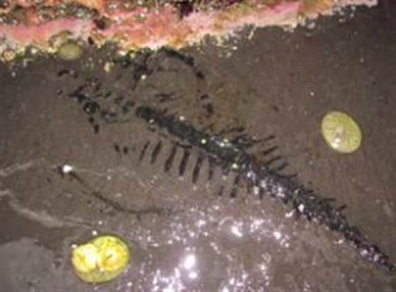 An extreme low tide along the shore of the Tongass National Forest in May revealed the tail of a thalattosaur fossil, a long-tailed sea creature that plied warm, shallow waters in the early days of dinosaurs and became extinct at the end of the Triassic period some 200 million years ago