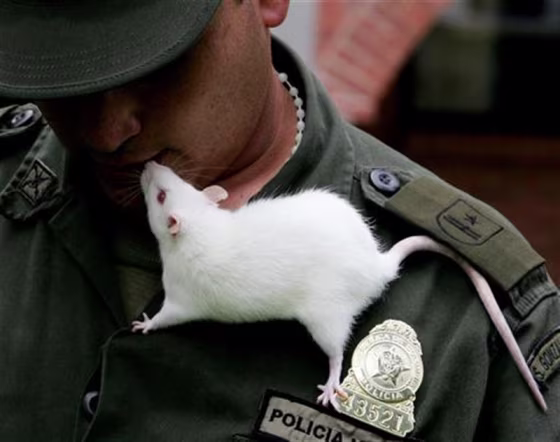 To match feature COLOMBIA-RATS