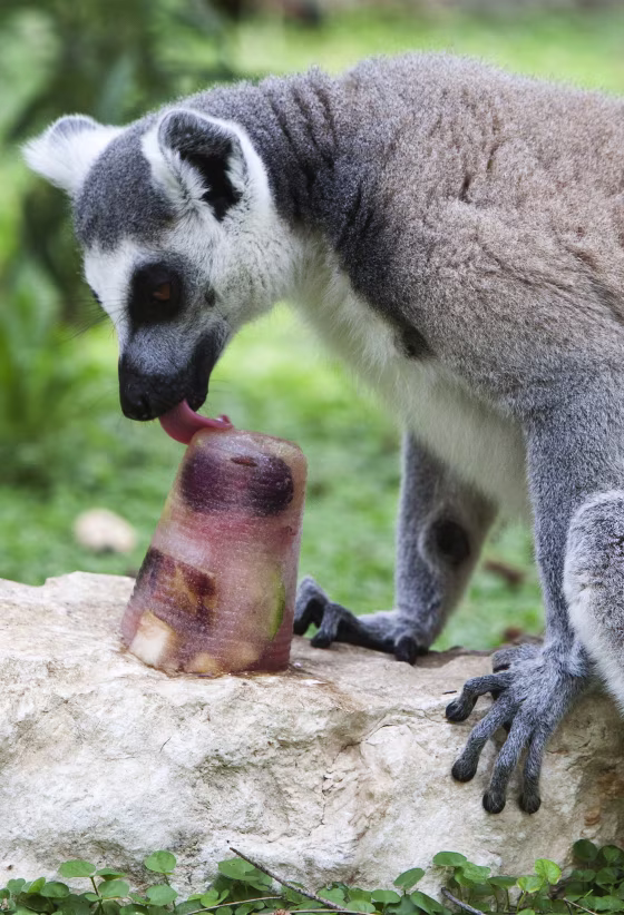 A ring-tailed lemur enjoys a treat on a summer's day at Ramat Gan Safari near Tel Aviv