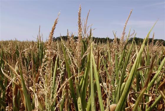 Corn plants struggle to survive in drought-stricken farm fields in Ferdinand, Indiana