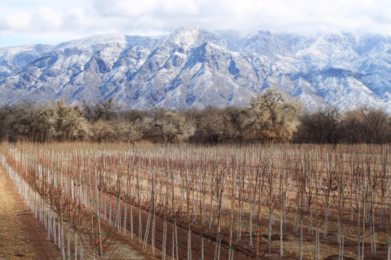 Rows of trees stretching across a farm in Corrales, New Mexico, as snow covers the Sandia Mountains in the background. Much of the West is mired in drought, with New Mexico, Arizona, Nevada and Utah being among the hardest hit.