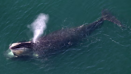 Right Whales Spotted Close To Shore On Cape Cod Bay