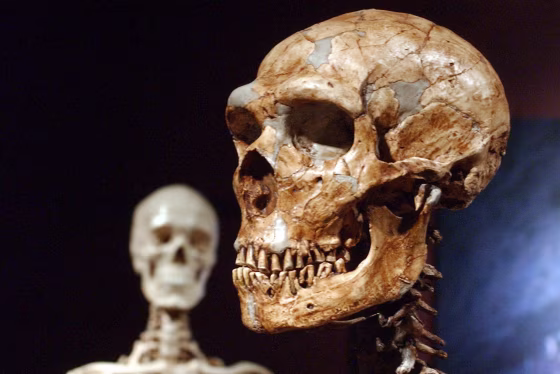 A reconstructed Neanderthal skeleton, right, and a modern human skeleton on display at the Museum of Natural History in New York on January 8, 2003.
