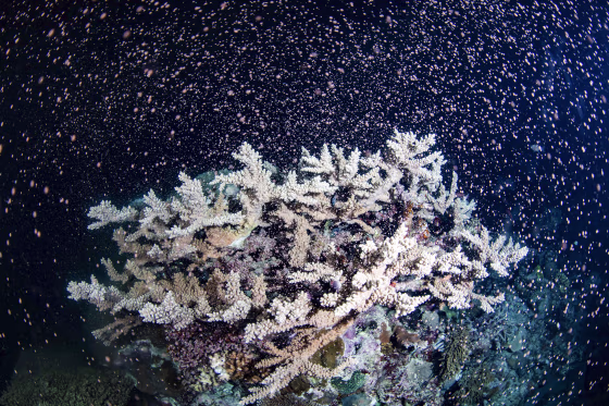 Corals fertilize billions of offspring by casting sperm and eggs into the Pacific Ocean off the Queensland state coastal city of Cairns, Australia, on Nov. 23, 2021. Australia's Great Barrier Reef is spawning in an explosion of color as the World Heritage-listed natural wonder recovers from life-threatening coral bleaching episodes.