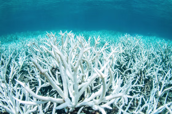 Image: Bleached coral is photographed on Australia's Great Barrier Reef near Port Douglas