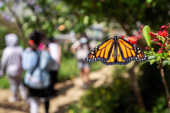 A monarch butterfly