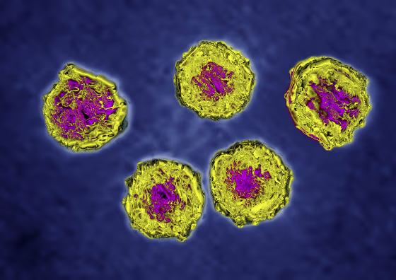 Poliovirus, Tem