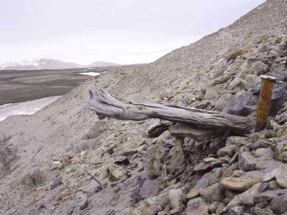 A two million-year-old trunk