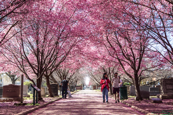 Visitors walk beneath cherry trees at the Congressional Cemetery during unseasonably warm weather in Washington, DC, on Feb. 23, 2023.