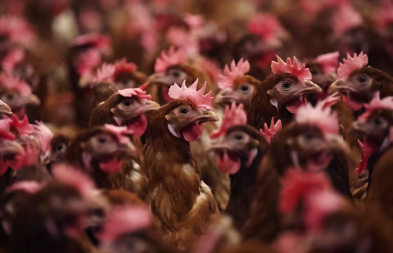 Chickens are kept indoors due to Avian Flu in Lancashire, England, on Feb. 23, 2023.