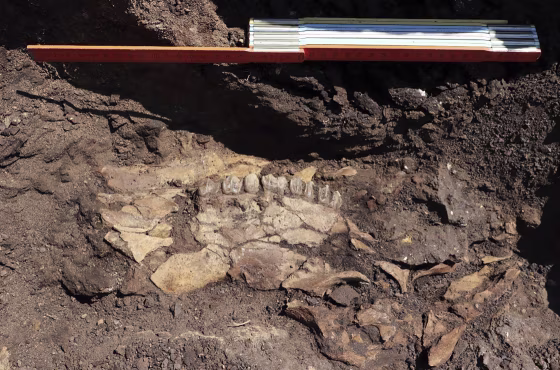 The Culture Ministry said that a five-year international project in Megalopolis has uncovered the oldest-known archaeological site in the country that dates to about 700,000 years ago, pushing back the dawn of Greek archaeology by up to 250,000 years. 