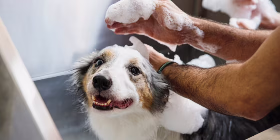You should look for a dog shampoo with soothing and moisturizing ingredients like oatmeal, aloe vera, coconut oil and shea butter, according to veterinarians.