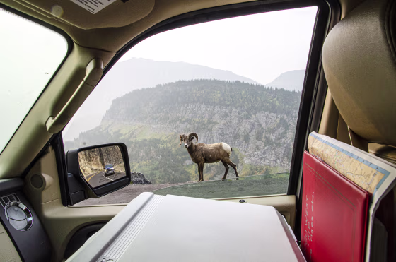 North America, USA, Montana, Glacier National Park, Going-to-the-Sun Highway, Big Horn Sheep walking Highway Retaining Wall from Auto.