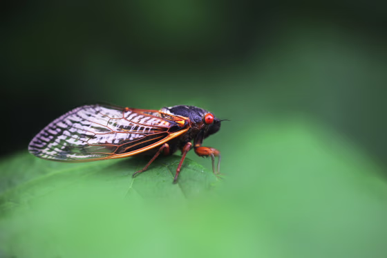 A periodical cicada sits on a leave in Rock Creek Park in Washington
