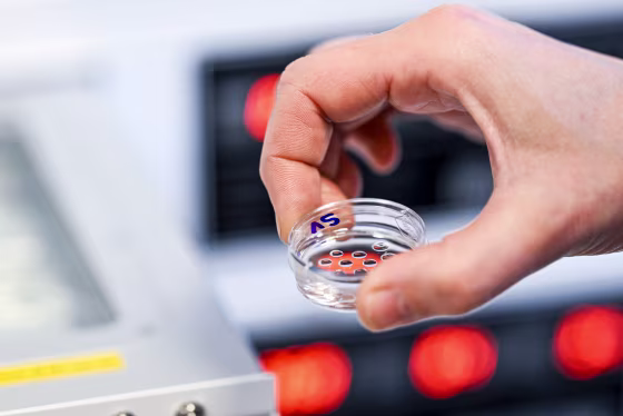 A Petri dish with fertilized eggs