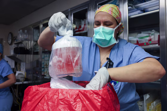 animal to human transplant genetically modified organ