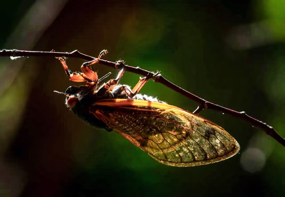 A Brood X cicada